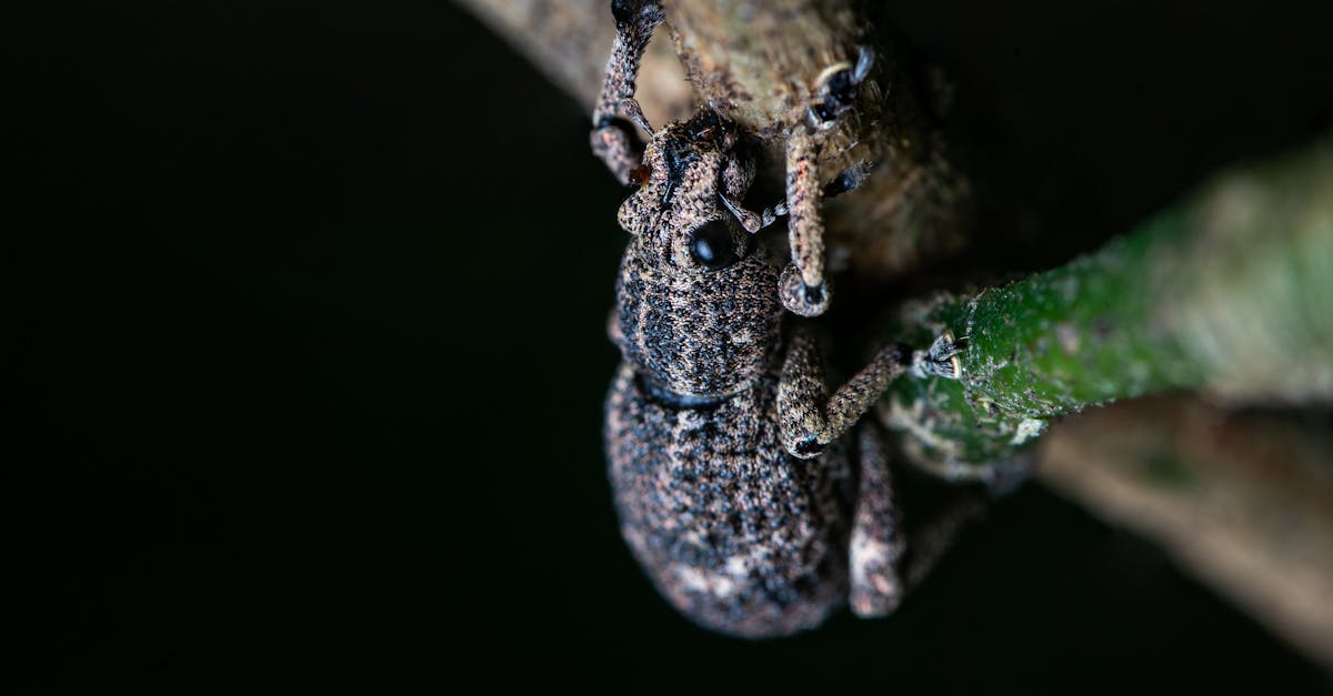 カブトムシが集まる木の共通点とは？樹液の秘密