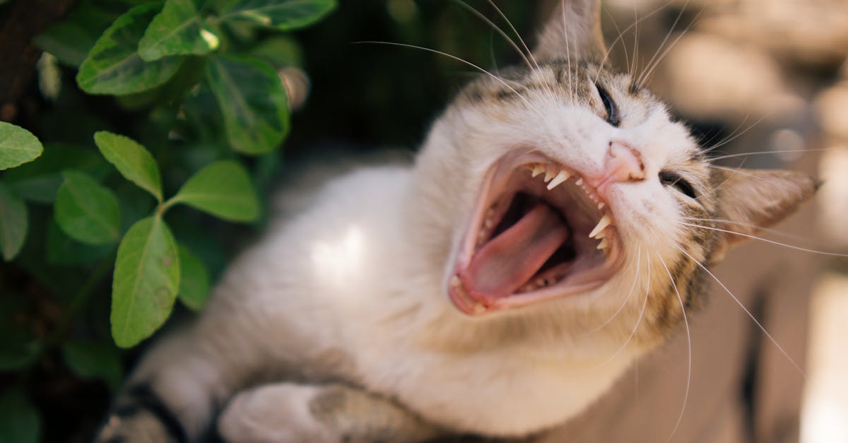 またたび以外で猫が好きなもの5選｜意外な嗜好品