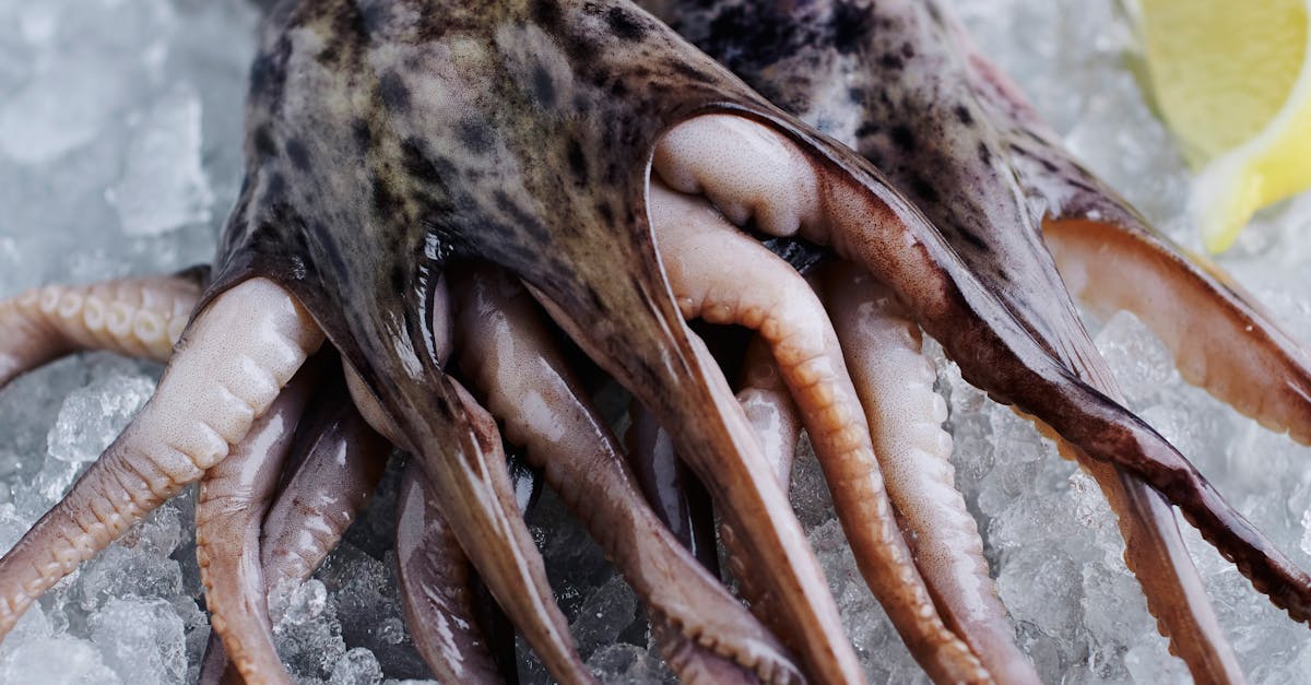 タコとイカの違いに悩むあなたへ、比べなくていい